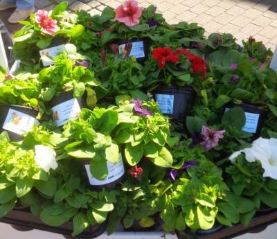 Paletten mit Petunien fr die Verteilung