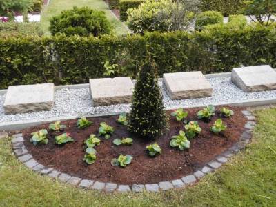 befallener Buchsbaum entfernt und neuer Strauch gepfanzt