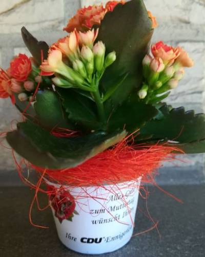 Die Aktionsblume fr unsere Bewohner der Seniorenheime und Ihre Betreuer