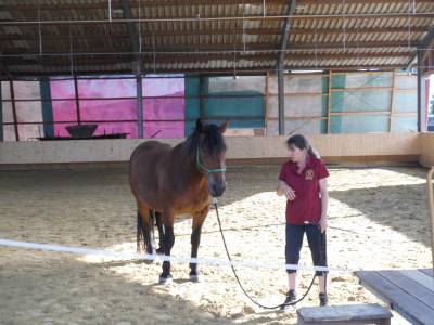 Vorfhrung zum Verhalten von Pferden