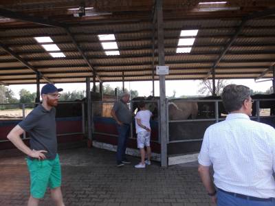 Integrationsbox fr neue Pferde