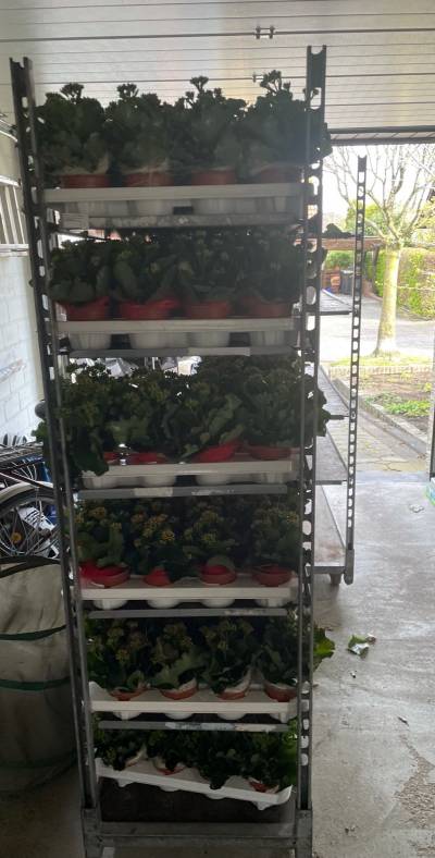 Die Rollis mit 375 Blumen stehen bereit zur Auslieferung