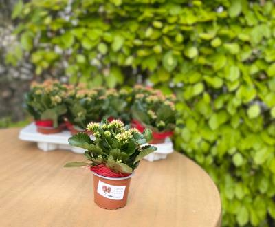 Die langlebigen Kalanchoe auch 