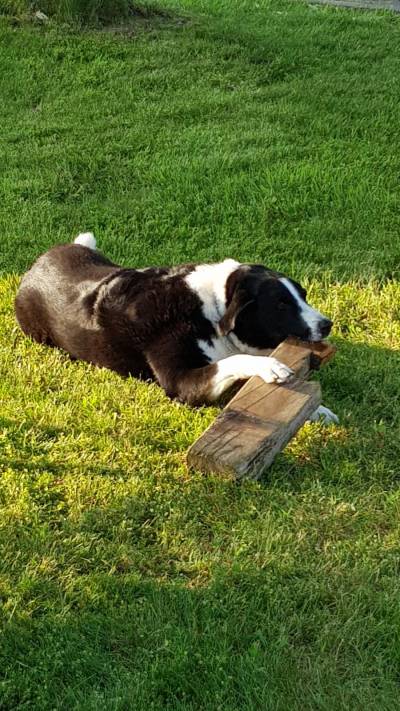 Der Hofhund hat die Teilnehmer im Blick.